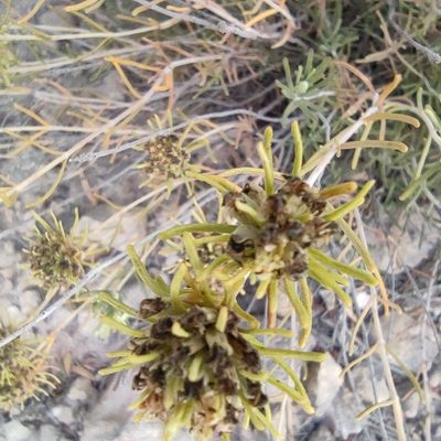 Teucrium carolipaui, photographed by Daniel Heras González