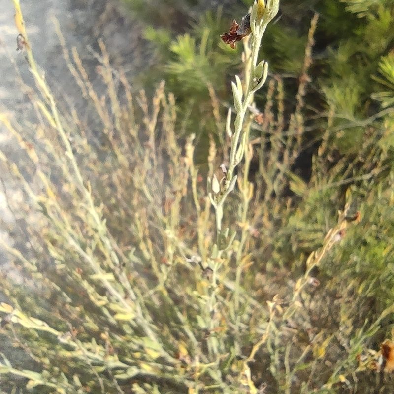 Anthyllis terniflora, photographed by Daniel Heras González