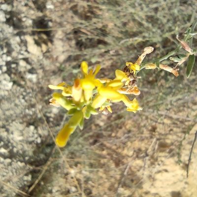 Anthyllis terniflora, photographed by Daniel Heras González