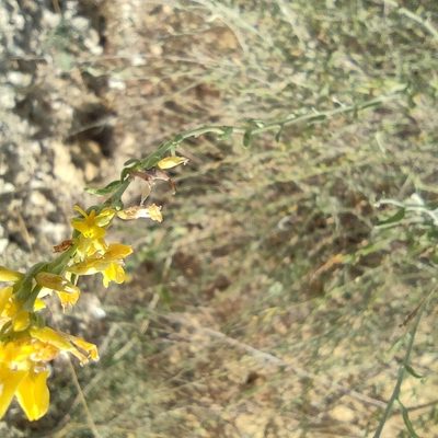 Anthyllis terniflora, photographed by Daniel Heras González