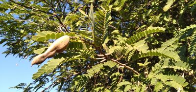 Tamarindus indica, photographed by Rosemary Harrison