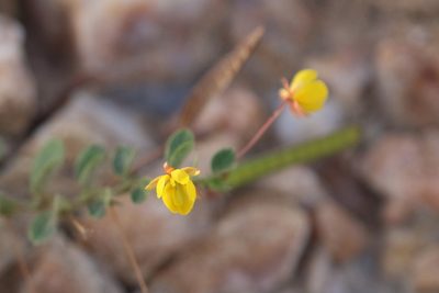 Chamaecrista rotundifolia, photographed by Richard Fuller