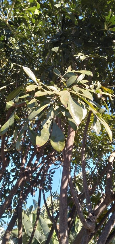 Cussonia nicholsonii, photographed by Rosemary Harrison