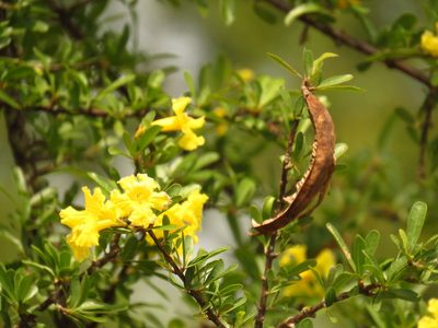 Tabebuia nodosa, photographed by Patricio Cowper Coles