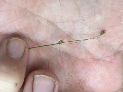 Carex trisperma, photographed by Doug Suitor