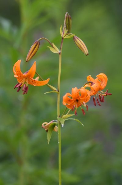 Lilium debile, photographed by Валерия Ковалева