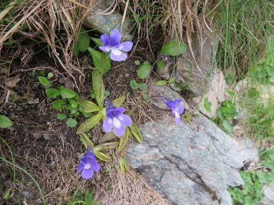 Pinguicula leptoceras, photographed by Marco Mussita