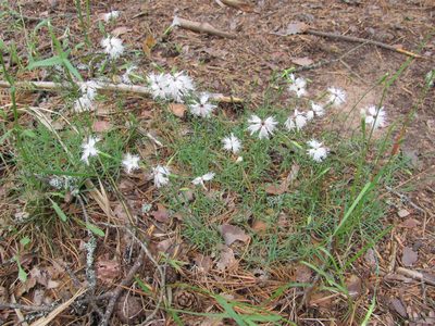 Dianthus arenarius, photographed by art_leostrin