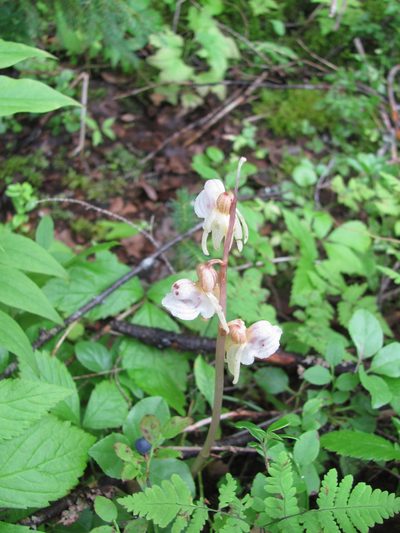 Epipogium aphyllum, photographed by art_leostrin