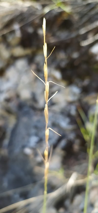 Pseudoroegneria reflexiaristata, photographed by Алексей Ябс