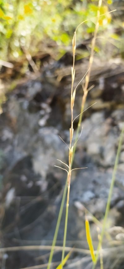 Pseudoroegneria reflexiaristata, photographed by Алексей Ябс