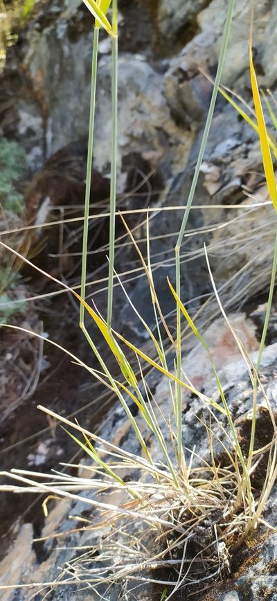 Pseudoroegneria reflexiaristata, photographed by Алексей Ябс