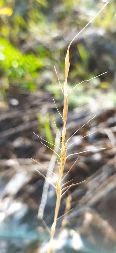 Pseudoroegneria reflexiaristata, photographed by Алексей Ябс
