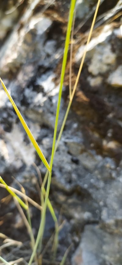 Pseudoroegneria reflexiaristata, photographed by Алексей Ябс