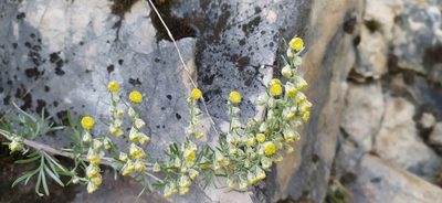 Artemisia sericea, photographed by Алексей Ябс