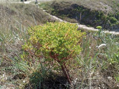 Euphorbia portlandica, photographed by CorentinD