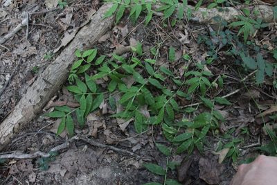Oplismenus undulatifolius, photographed by Tim Wasserman