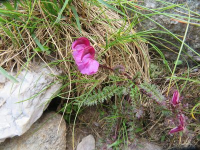 Pedicularis kerneri, photographed by Marco Mussita