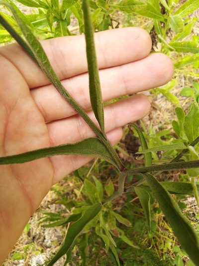 Cheirolophus sempervirens, photographed by Vicente Lopes
