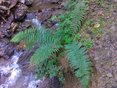 Dryopteris borreri, photographed by Erwin Gruber