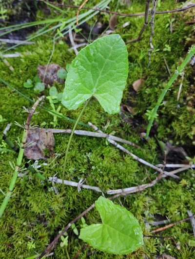 Ligularia sibirica, photographed by Юлия