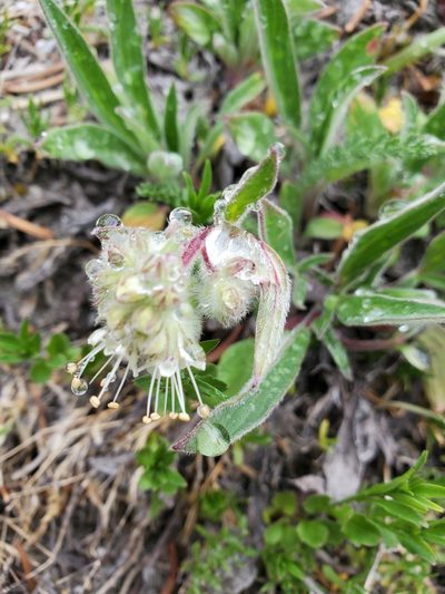 Phacelia leptosepala, photographed by Shane Johnson