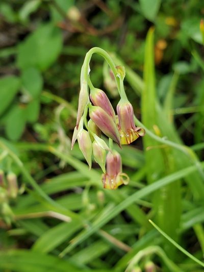 Anticlea occidentalis, photographed by Shane Johnson