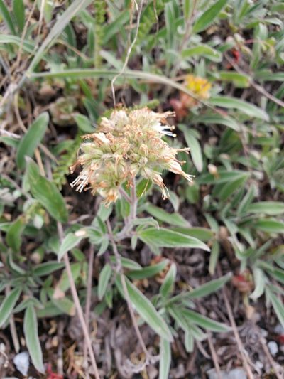 Phacelia leptosepala, photographed by Shane Johnson