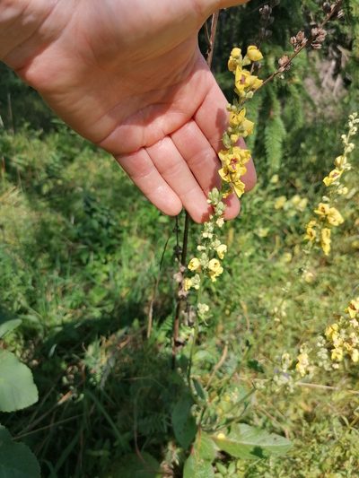 Verbascum chaixii, photographed by Daniel Linzbauer