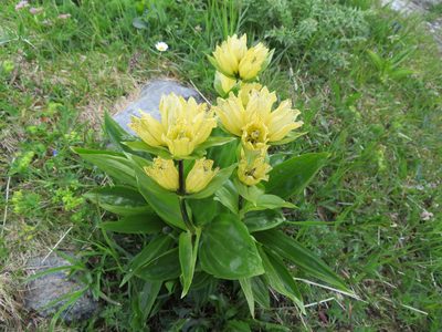 Gentiana punctata, photographed by Marco Mussita