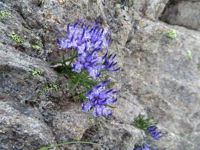 Phyteuma hedraianthifolium, photographed by Marco Mussita