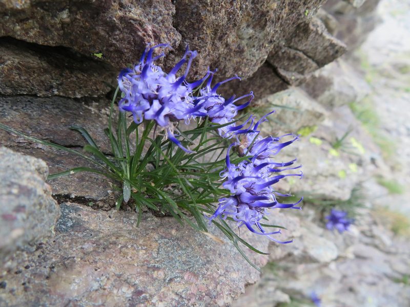 Phyteuma hedraianthifolium, photographed by Marco Mussita