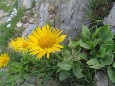 Doronicum grandiflorum, photographed by Marco Mussita