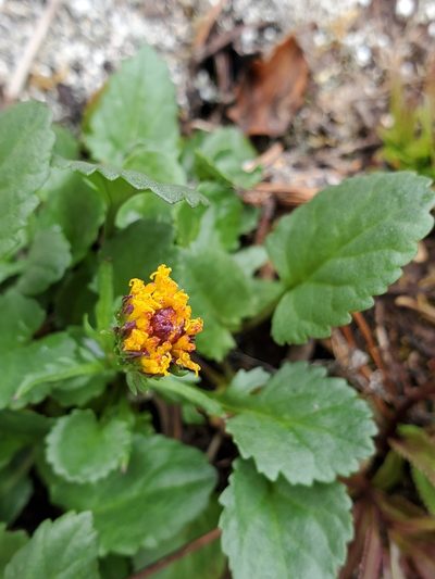 Packera pauciflora, photographed by Shane Johnson
