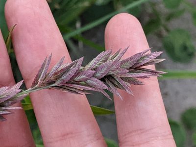 Eragrostis secundiflora, photographed by Alison Northup