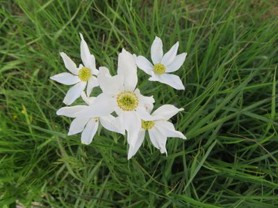 Anemonastrum narcissiflorum, photographed by Marco Mussita