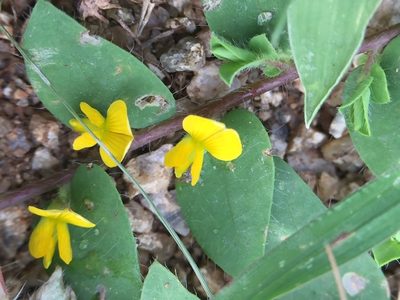 Crotalaria hebecarpa, photographed by Swarochi Tathagath