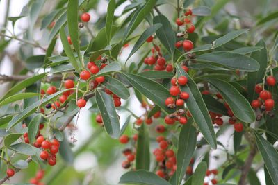 Citharexylum montevidense, photographed by Romi Galeota Lencina