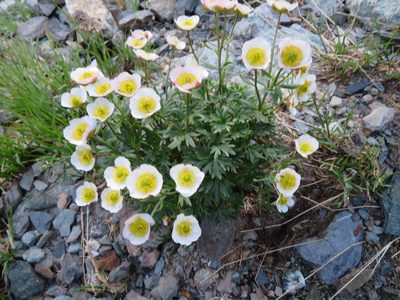 Ranunculus glacialis, photographed by Marco Mussita