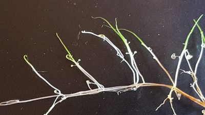 Utricularia resupinata, photographed by Norma Malinowski