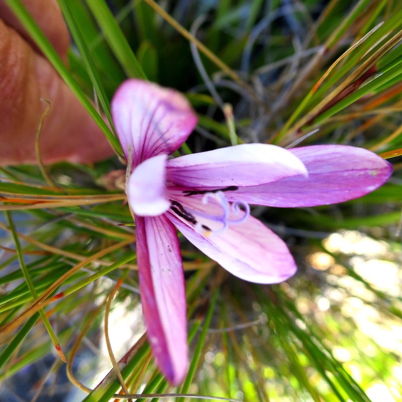 Geissorhiza fourcadei, photographed by Di Turner