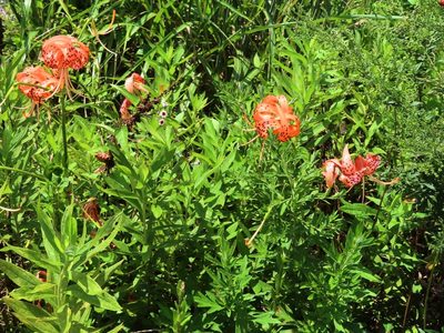 Lilium lancifolium, photographed by mami_t_t