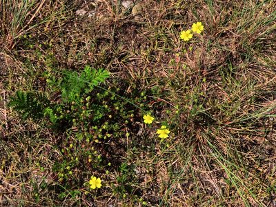 Potentilla chinensis, photographed by mami_t_t