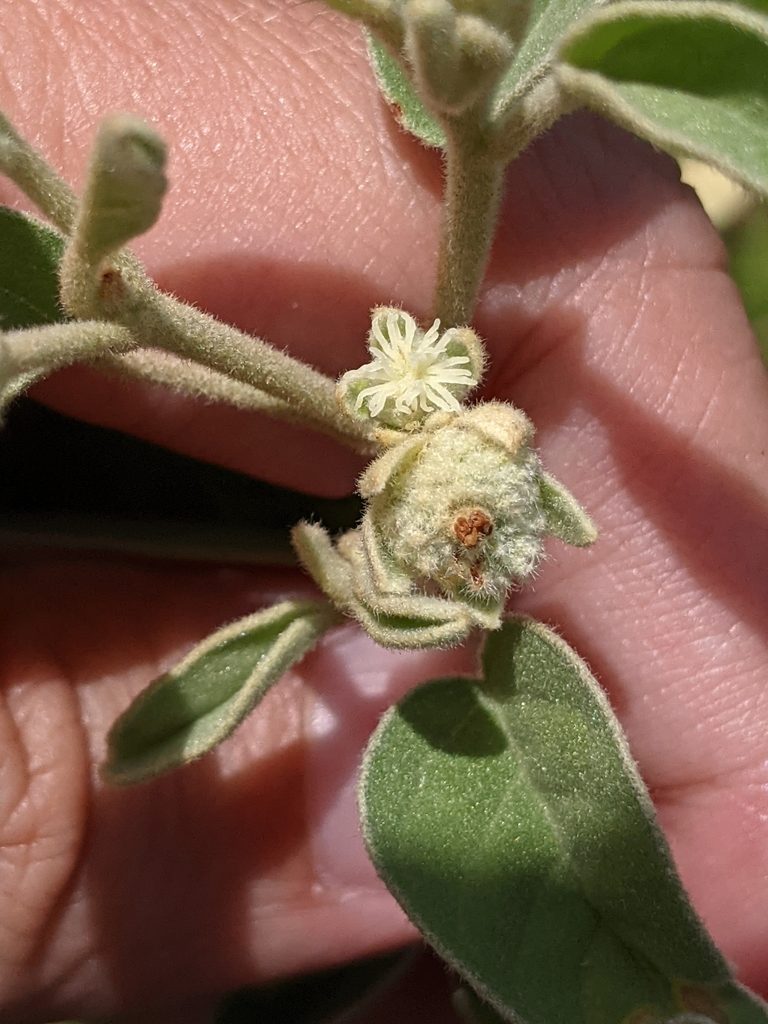 Croton parksii, photographed by Alison Northup