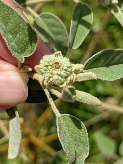 Croton parksii, photographed by Alison Northup