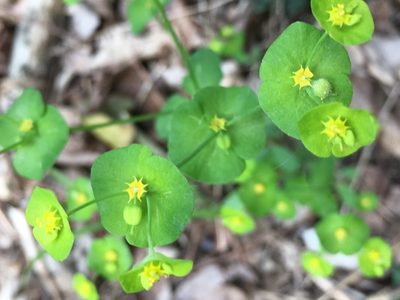 Euphorbia roemeriana, photographed by Matt Berger