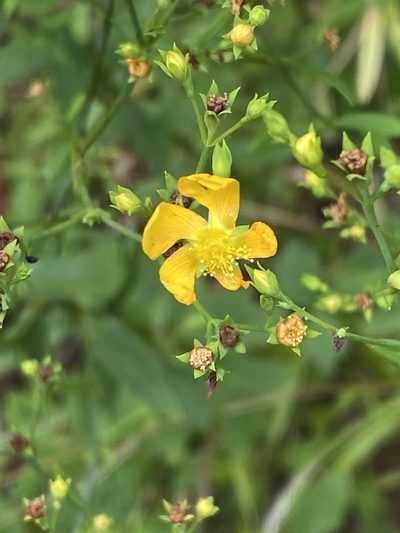 Hypericum virgatum, photographed by Carol Ann McCormick