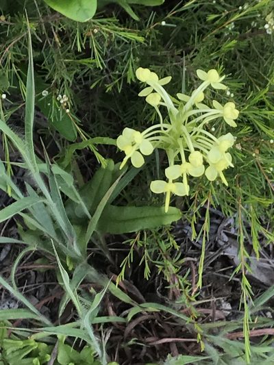 Habenaria linguella, photographed by Scott Edmunds
