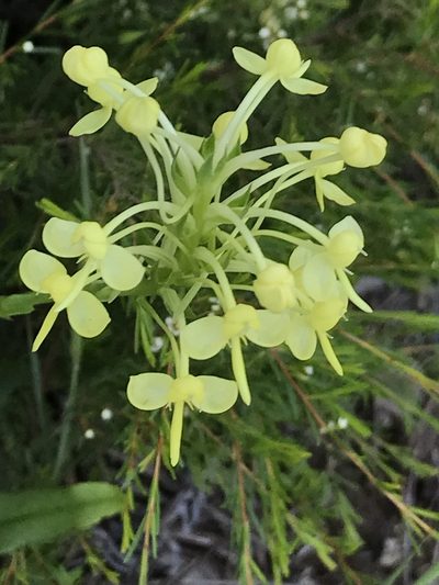 Habenaria linguella, photographed by Scott Edmunds