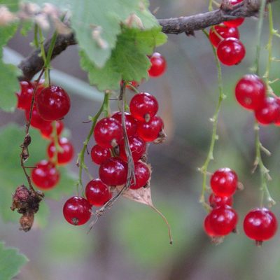 Ribes spicatum, photographed by Иван Шихалев